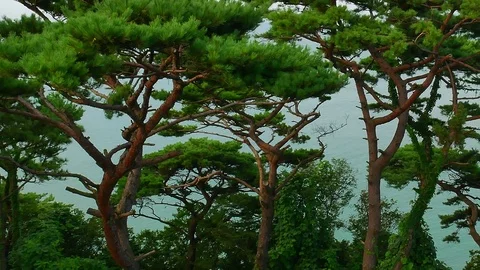 Unique pine tree: Stockbeeldmateriaal 80150797