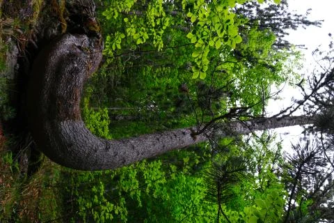 Unique pine tree oddly shaped and crooked on a forest landscape surrounded by Stock Photos