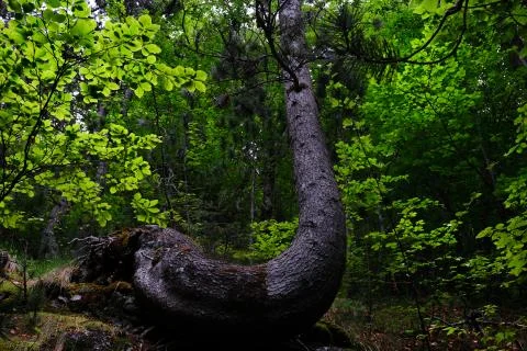 Unique pine tree oddly shaped and crooked on olympus mountain forest landscape Stock Photos