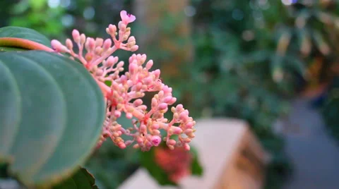 Unique Pink Flower Stock Footage 36150311