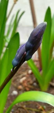 Unique plant, sapling is preparing to bloom Stock Photos