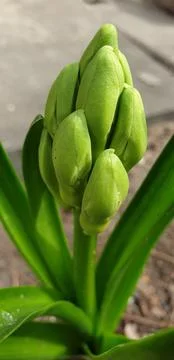 Unique plant, sapling is preparing to bloom Stock Photos