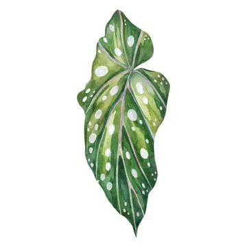 Unique polka dot begonia maculata leaf watercolor artwork, ideal for trendy.. Illustrazione stock