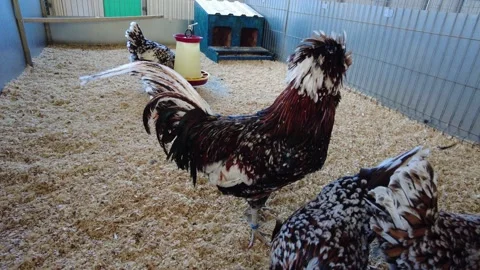 Unique poultry with colorful feathers in a barn area at a farm during the day Stock-Footage 332566464