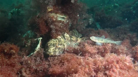 UNIQUE Predator Scorpion Fish catching Small Prey Fish, hiding in Red Seaweed Stock Footage 231602862