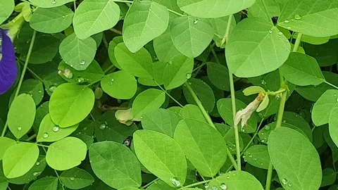 Unique purple flowers and green leaves Stock Footage 329780153