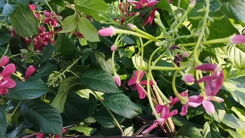 Unique purple flowers Stock Footage 226962664