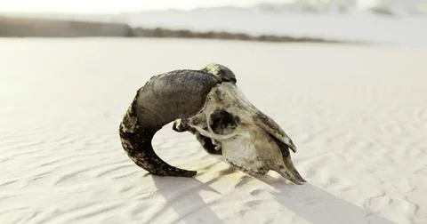Unique ram skull resting on sandy beach at sunset revealing intricate details Stock Illustration