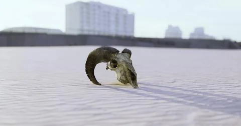 Unique ram skull rests on sandy surface under clear sky in urban area Stock Illustration