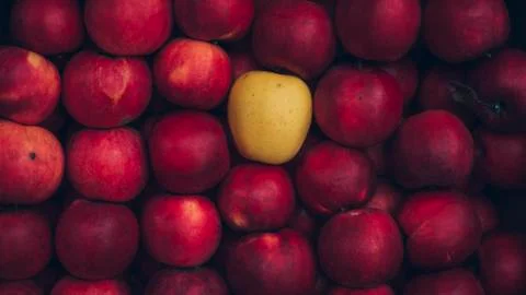 A unique red apple in a box with yellow apples. Stock Photos