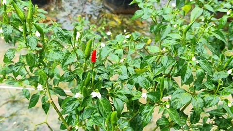 Unique Red Bird's Eye Chili Among Green Peppers - 4K ASMR Rain Stock Footage 328057475