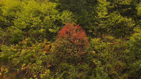 Unique red tree standing out in a green autumn forest Stock Footage 348104496