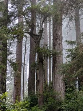 A unique redwood tree splits into multiple trunks near the top. Stock Photos