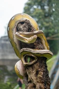 Unique reticulated python morph combining 4 genetic mutations Foto stock