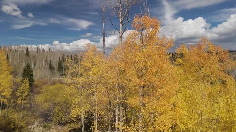 Unique Rising Perspective Of Aspen Trees A Fall Time In Colorado 库存影片 289240087