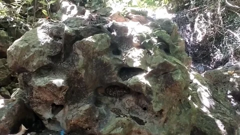 Unique root fossil that resembles a snake Stock Footage 331106333