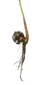 Unique root system walnut showcasing growth pattern and soil interaction in a Foto stock