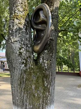 Unique Sculpture of Ear Embedded in a Tree Stock Photos