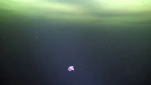 Unique sea devil underwter in ice of White Sea. Stock Footage 73669470