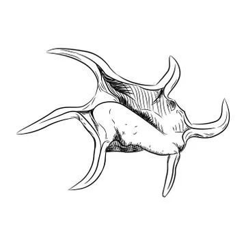 Unique sea shells Harpago is a genus of sea snails shell, marine gastropod mo Stock Illustration