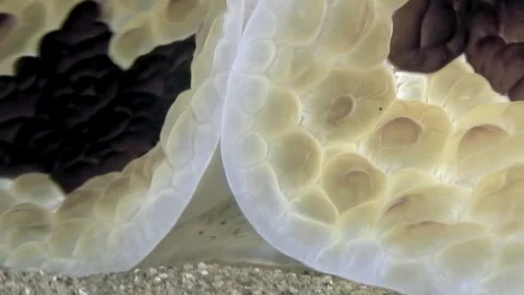Unique sea slug with mosaic pattern and distinctive features exploring the ocean Stock Footage 337494466