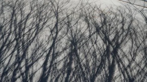 Unique Shadow Of Tree During Solar Eclipse Foto stock