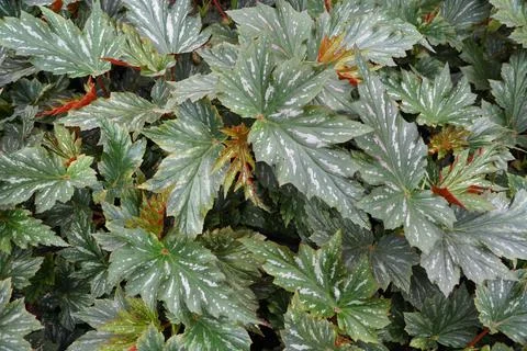 Unique shape and pattern of Cane-like Begonia 'Lana' leaves Stock Photos