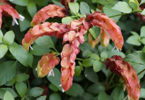 Unique shape and red flower of Shrimp plant Stock Photos