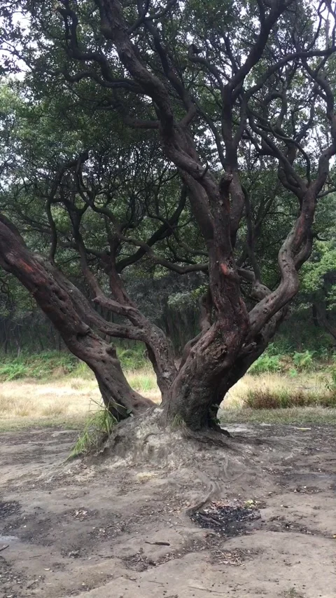 A Unique Shape of Cantigi Tree, Mount Papandayan, Garut, West Java, Indonesia. 動画素材 344158990