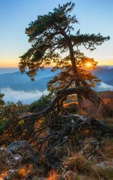 The unique shape of an old pine tree with a mountain landscape and sunset rays Stock Photos