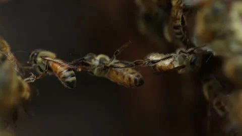 Unique Sight Apis Mellifera Bee Forming A Bridge While Creating Hive at a Farm Stock Footage