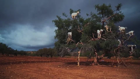 Unique Sight of Moroccan Goats Climbing Argan Trees in Essaouira 4K Stock-Footage 332157476