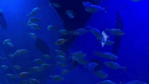 Unique Silver Fish Swims through School Video stock 171437719