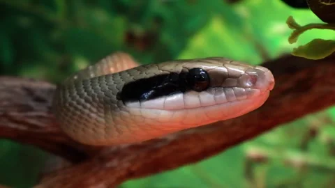 Unique snake with striking patterns rests on a branch in lush greenery 스톡 동영상 295304584