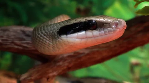 Unique snake with striking patterns rests on a branch in lush greenery Vídeos de archivo 295304792