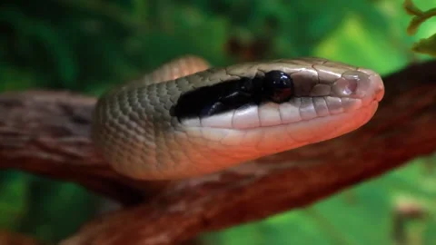 Unique snake with striking patterns rests on a branch in lush greenery Vídeos de archivo 295305778