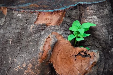 Unique solid tree root table with growing green plant Stock Photos