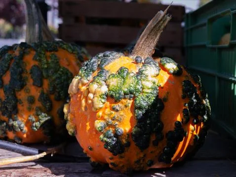 Unique speckled and bumpy green and orange pumpkin displayed among other go.. 库存照片