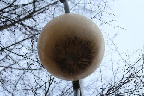 Unique spherical structure suspended among bare tree branches in winter Stock Photos