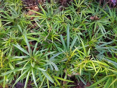 Unique Spider-Leafed Foliage Stock Photos