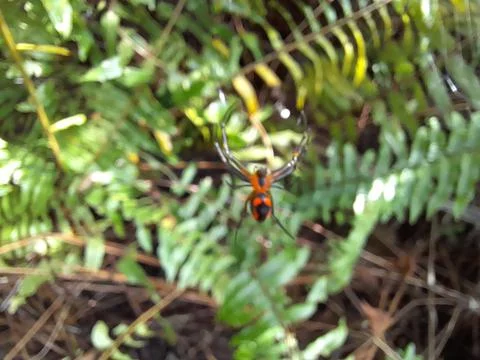 Unique spider Stock Photos