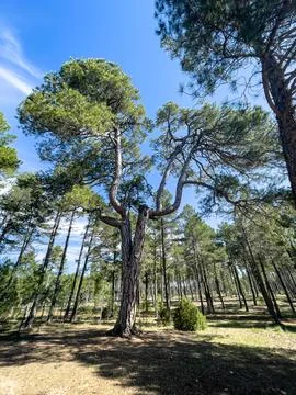 Unique Split Trunk Pine Tree in a Lush Forest Stock-Fotos