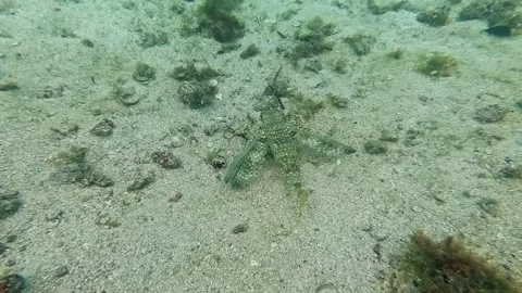 Unique Spotted Dragonet Fish on the Ocean Floor in Ilha Grande Stock Footage 336445321