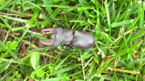 A Unique Stag Beetle Found in the Grass An Intriguing Examination of Natures Stock Footage 312281931