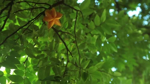 Unique Star Mango Fruit 스톡 동영상 58845952