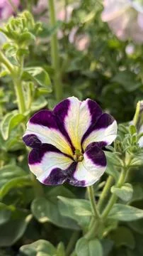 Unique Star Pattern Purple and White Petunia Flower in Focus Foto stock