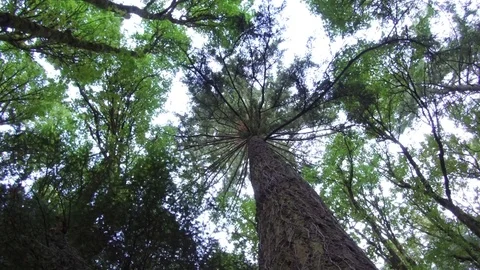 Unique steadicam perspective looking up at forest pine trees Vídeo Stock 84238346