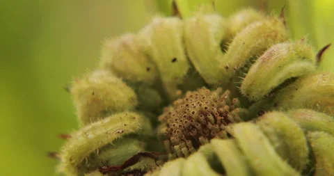 Unique Structure of an Unopened Green Flower Bud Stock Footage 317520753