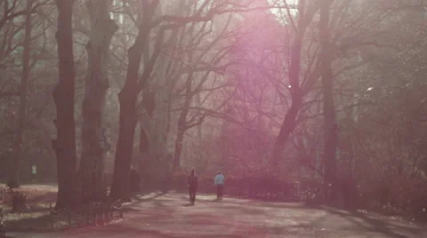 Unique Sun Flare in NYC Park Stock Footage 61629265