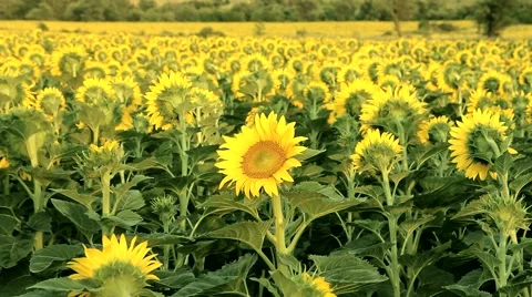Unique Sunflower Identity Concept Stock Footage 52797181